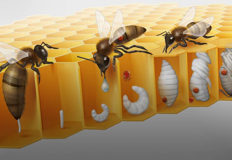 Zašto je neophodan proljetni pregled pčelinjaka - vrijeme je za najopasnijeg parazita pčela